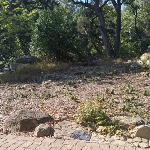 Brush clearing at Dell Garden site