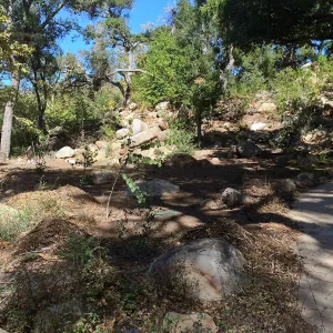Installation of the Wooded Dell