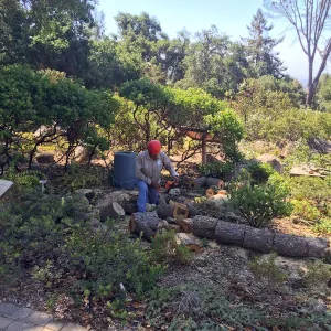 Engelman oak removal, Home Demo Garden, Manuel Gonzalez