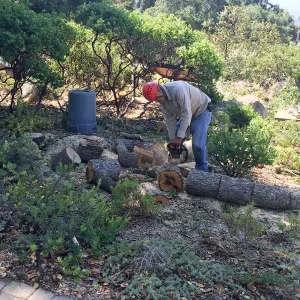 Engelman oak removal, Home Demo Garden, Manuel Gonzalez