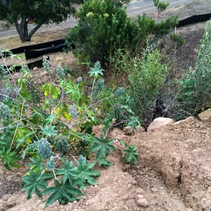 East slope below Pritzlaff Conservation Center