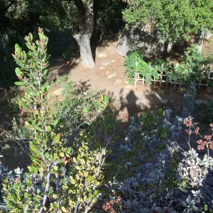 View to tea house from Mission Canyon Rd