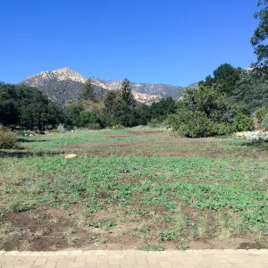 Meadow progress