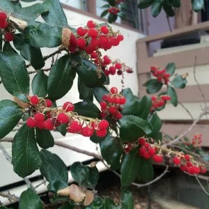 Comarostaphylis diversifolia 