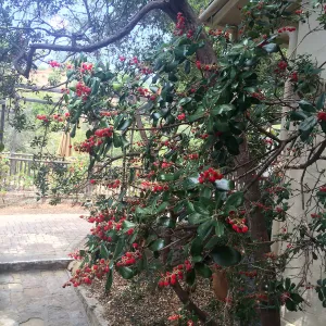 Comarostaphylis diversifolia 