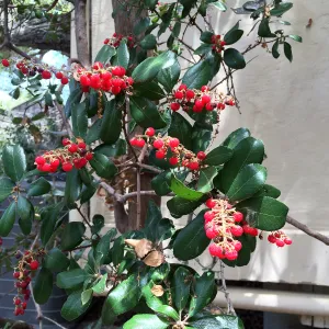 Comarostaphylos diversiloba