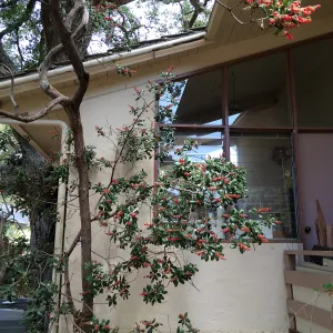 Comarostaphylis diversiloba