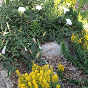 Datura wrightii and Solidago elongata