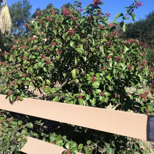 Rhus ovata at gates to courtyard