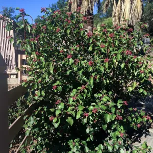 Rhus ovata at gates to courtyard