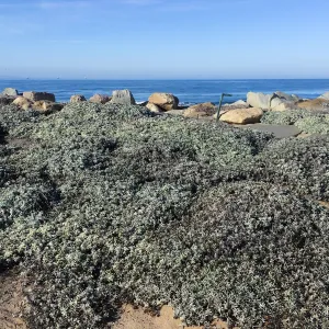 Touring gardens with Isabelle Greene, Sand Point Road, Carpenteria