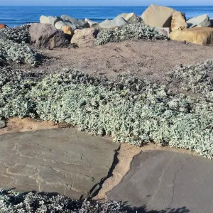 Touring gardens with Isabelle Greene, Sand Point Road, Carpenteria