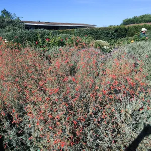Touring gardens with Isabelle Greene. Epilobium border