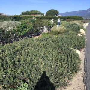 Touring gardens with Isabelle Greene. manzanita goundcover