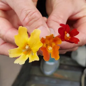 Santa Cruz Island Trip, Monkey flowers and hybrid (Mimulus flemingii, Mimulus aurantiacus and hybrid)
