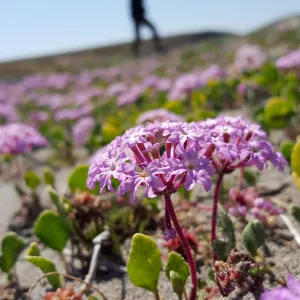 Santa Cruz Island Trip, Sticky sand verbena (Abronia umbellata)