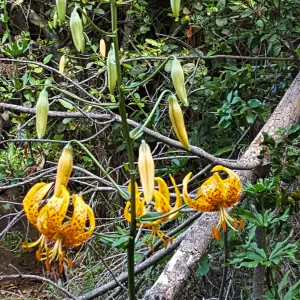 Santa Cruz Island Trip, Humboldt Lilly (Lilium humboldtii)