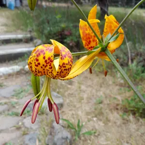 Santa Cruz Island Trip, Humboldt Lilly (Lilium humboldtii)