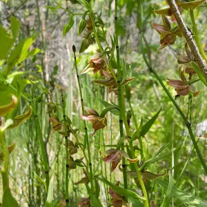 Santa Cruz Island Trip, Stream Orchid (Epipactis gigantea)