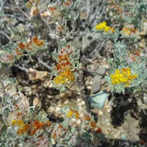 Santa Cruz Island Trip, Silver leaved lotus (Acmispon argophyllus var niveus)