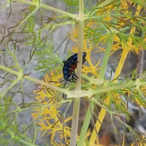 Santa Cruz Island Trip, True Bug