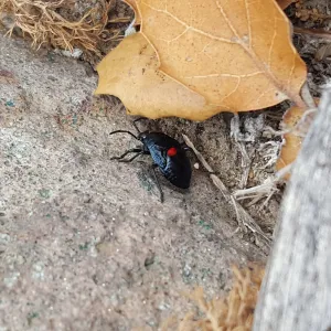 Santa Cruz Island Trip, True Bug