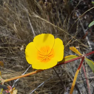 Santa Cruz Island Trip, California Poppy (Eschscholzia californica)
