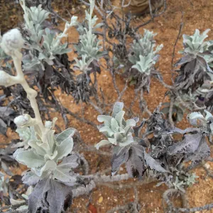 Santa Cruz Island Trip, Island bristleweed (Hazardia detonsa)