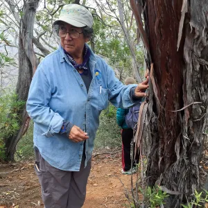 Santa Cruz Island Trip, Diane Galvan looking at an Island ironwood (Lyonothamnus floribundus)