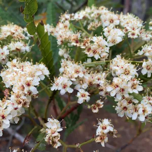 Santa Cruz Island Trip, Island ironwood (Lyonothamnus floribundus) flower