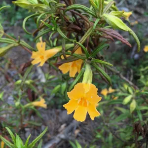 Santa Cruz Island Trip, Monkeyflower (Mimulus aurantiacus)