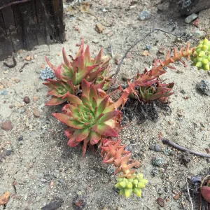 Santa Cruz Island Trip, Greene's live-forever (Dudleya greenei)