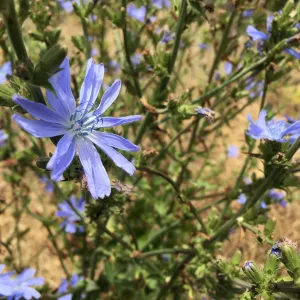 Santa Cruz Island Trip, Common chicory (Cichorium intybus) non-native