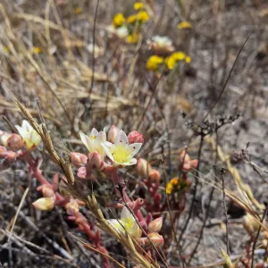 Santa Cruz Island Trip, Santa Cruz Island dudleya (Dudleya nesiotica) and Golden yarrow (Eriophyllum confertiflorum)