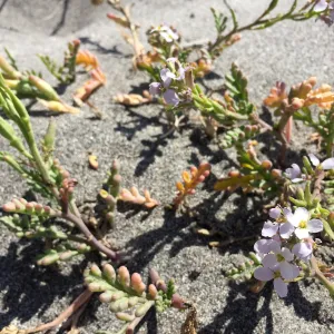 Santa Cruz Island Trip, Sea Rocket (Cakile maritima)