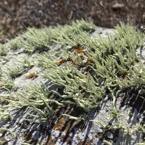Santa Cruz Island Trip, lichen on rock