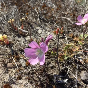 Santa Cruz Island Trip, Punchbowl clarkia (Clarkia bottae)