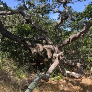 Santa Cruz Island Trip, Oak (Quercus)