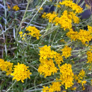 Santa Cruz Island Trip, Golden yarrow (Eriophyllum confertiflorum)