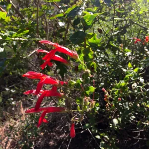 Santa Cruz Island Trip, Heart-leaved bush penstemon (Keckiella cordifolia)