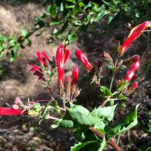 Santa Cruz Island Trip, Heart-leaved bush penstemon (Keckiella cordifolia)