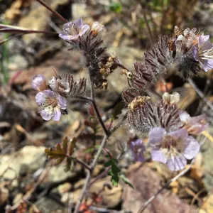 Santa Cruz Island Trip, Phacelia flowers