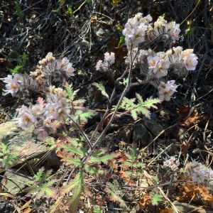 Santa Cruz Island Trip, Phacelia flowers