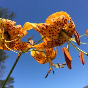 Santa Cruz Island Trip, Humboldt lily (Lilium humboldtii)
