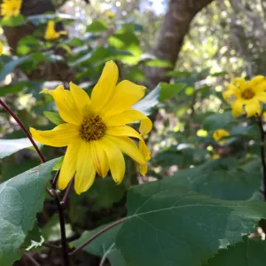 Santa Cruz Island Trip, Canyon sunflower (Venegasia carpesioides)