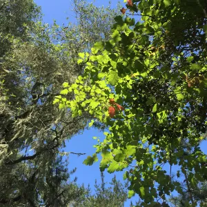 Santa Cruz Island Trip, Poison Oak (Toxicodendron diversilobum) in tree