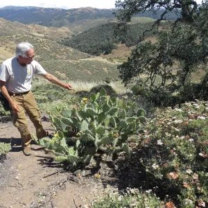 Santa Cruz Island Trip, Steve Junak pointing out flower on Opuntia and Santa Cruz Island Buckwheat (Eriogonum arborescens)