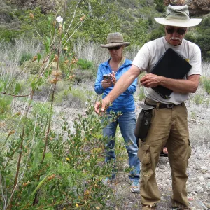 Santa Cruz Island Trip, Steve Junak pointing out plant. Dina Blanchard taking picture