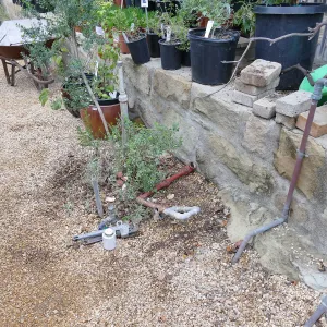 Gas line rerouting in Courtyard and Garden Growers Nursery, former location of meter, east side of Nursery