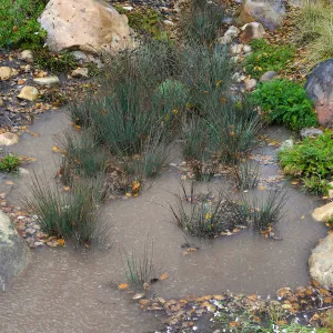 Water Wise Home Garden, California Grey Rush in vegetative swale during rainstorm